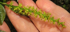 Sclerocroton integerrimus