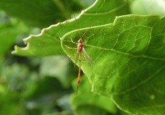 Trichomma cnaphalocrocis