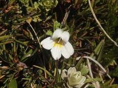 Euphrasia cuneata