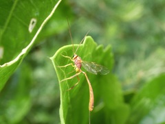 Trichomma cnaphalocrocis