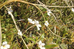 Euphrasia cuneata