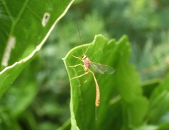 Trichomma cnaphalocrocis