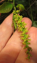 Sclerocroton integerrimus