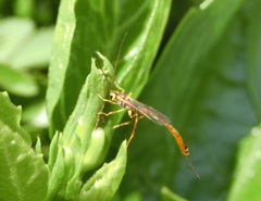 Trichomma cnaphalocrocis