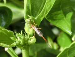 Trichomma cnaphalocrocis
