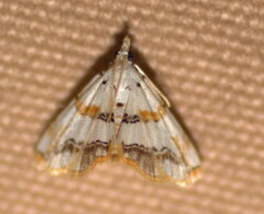 Trichophysetis flavimargo