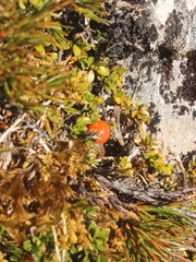 Coprosma perpusilla perpusilla