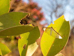 Palpita nigropunctalis