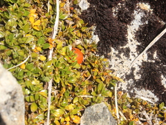 Coprosma perpusilla perpusilla