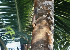 Funambulus tristriatus