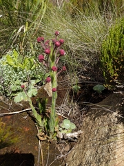 Zaluzianskya microsiphon