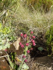 Zaluzianskya microsiphon