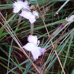 Dianthus mooiensis