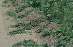 Platycarpha glomerata