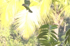 Psilopogon viridis