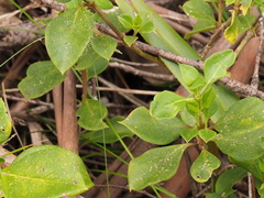 Coprosma hirtella