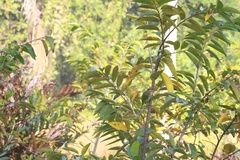 Psilopogon viridis