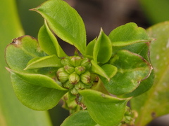 Coprosma hirtella