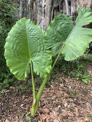 Alocasia macrorrhizos