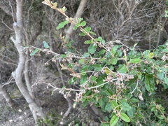 Pomaderris paniculosa