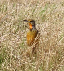 Macronyx capensis capensis