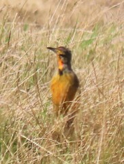 Macronyx capensis capensis