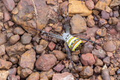 Argiope aetherea