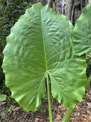 Alocasia macrorrhizos