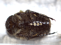 Tropinota hirta