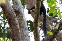 Ratufa bicolor