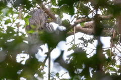 Trachypithecus germaini