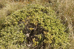 Brachyglottis bidwillii