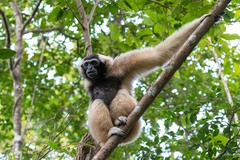 Hylobates pileatus