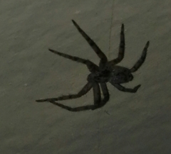Philodromidae