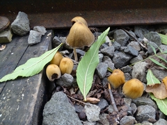 Coprinellus micaceus