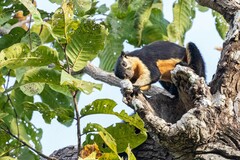 Ratufa bicolor