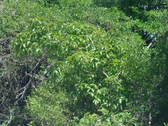 Searsia chirindensis