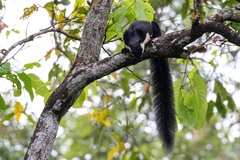 Ratufa bicolor