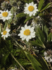 Leucogenes leontopodium