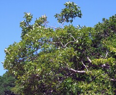 Searsia chirindensis