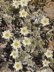 Leucogenes leontopodium