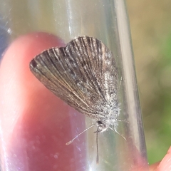 Zizina oxleyi