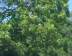 Searsia chirindensis