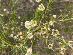 Chamelaucium