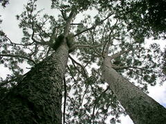 Agathis microstachya