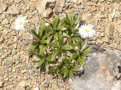 Celmisia spectabilis spectabilis