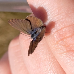 Zizina oxleyi