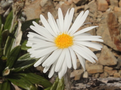 Celmisia spectabilis spectabilis
