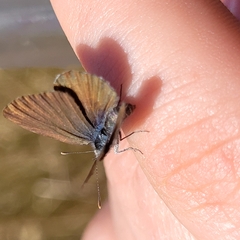 Zizina oxleyi