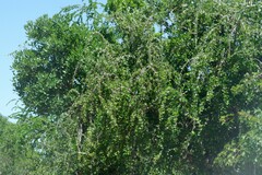 Canthium spinosum